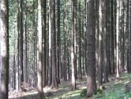 Rundholz Fichte Rundholz