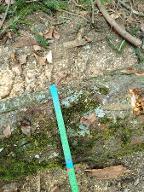 Rundholz Sonstiges Holz Marillenstamm Dietfurt