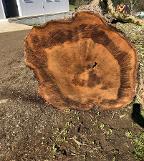 Stehendes Holz Nuss Baumstamm