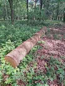 Rundholz Rundholz Esche Einzelstamm