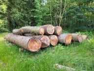 Rundholz Douglasie Nützenn Springhirsch