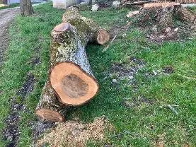 Rundholz Rundholz Nuss Astig aber gesunde Äste