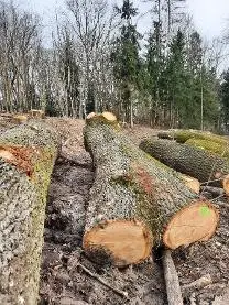 Rundholz Rundholz Eiche