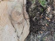 Rundholz Tanne sortiment gemischt  lang oder fixe