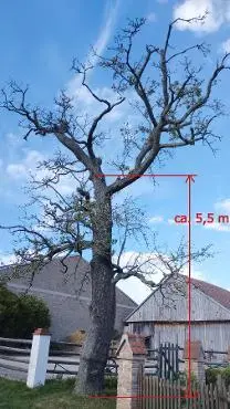 Rundholz Rundholz Birne ca. 7,5 m hoch und 350 Jahre alt!