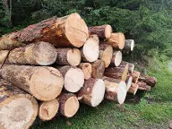 Rundholz Lärche Fichte Landeck