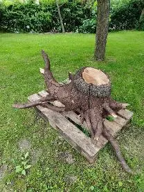 Rundholz Rundholz Birne Wurzel