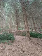 Brennholz Fichte Brennholz Eitweg