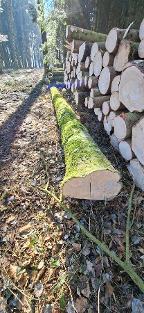 Rundholz Buche Handenberg