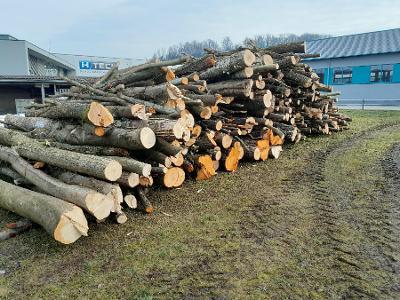 Esche, Pappel, Sonstiges Holz