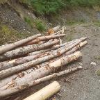 Rundholz Fichte Blochholz