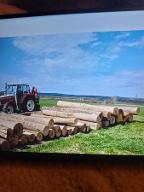 Rundholz Esche
