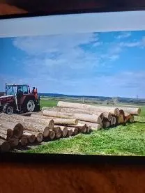 Rundholz Rundholz Esche