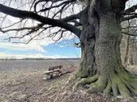 Stehendes Holz Sonstiges Holz, Ahorn, Kastanie Unregelmäßig und sehr dick