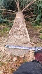 Stehendes Holz Tanne