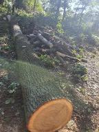 Rundholz Eiche Astrein