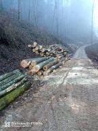 Rundholz Buche Brennholz lang