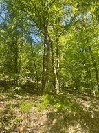 Stehendes Holz Eiche, Buche Teilweise Astrein