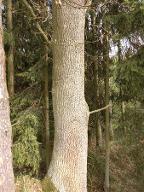 Stehendes Holz Eiche Karlstein 