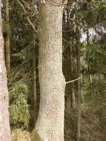 Stehendes Holz Stehendes Holz Eiche