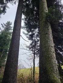 Stehendes Holz Stehendes Holz Fichte, Tanne
