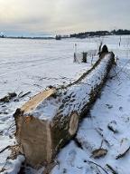 Rundholz Pappel Bayern - Palling