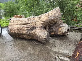 Rundholz Rundholz Esche Unikat