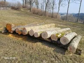 Rundholz Rundholz Ahorn und Erle