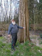 Stehendes Holz Sonstiges Holz Mammutbaum Wolfsburg