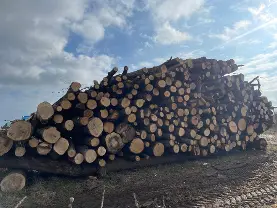 Brennholz Brennholz Eiche, Linde