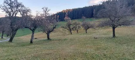 Stehendes Holz Stehendes Holz Apfel, Birne