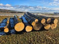 Rundholz Rundholz Buche Astrein