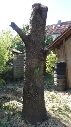 Rundholz Kirsche Stamm und dicke Äste Kenzingen
