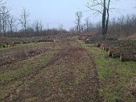 Rundholz Eiche Stieleiche Waidendorf