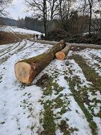 Rundholz Esche Ybbsitz