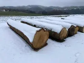 Rundholz Rundholz Eiche schöne gerade Stämme