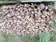 Brennholz Eiche