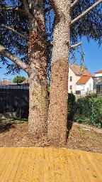 Stehendes Holz Zeder