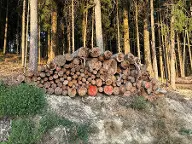 Rundholz Fichte Suche Cham
