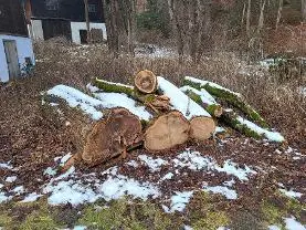 Rundholz Rundholz Linde