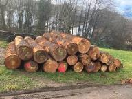 Rundholz Douglasie Gorxheimertal