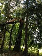 Stehendes Holz Eiche