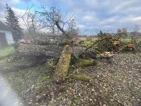 Rundholz Rundholz Birne