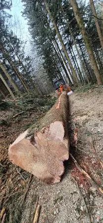 Rundholz Rundholz Tanne Überstarke Tannen bloche 4.1m Länge über 1m am