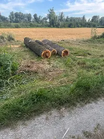 Rundholz Rundholz Pappel Silberpappel ( fast Astrein )