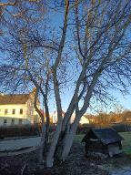 Stehendes Holz Nuss
