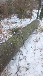 Rundholz Rundholz Buche