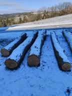 Rundholz Kirsche Astrein