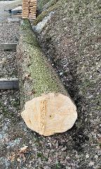 Rundholz Linde Schönbach