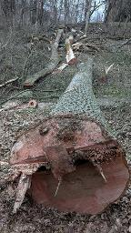 Rundholz Esche 2 x rd. 8 lange Stämme, ideal für Tischplatten Breitenfurt bei Wien